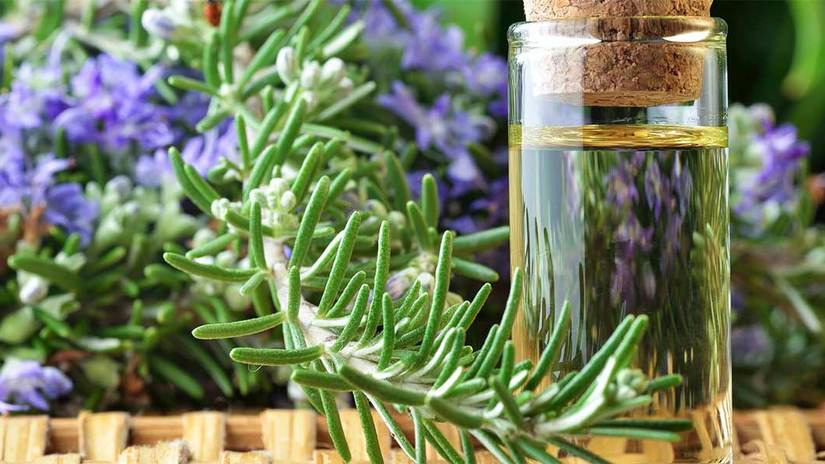 11 Amazing Benefits of Rosemary Essential Oil