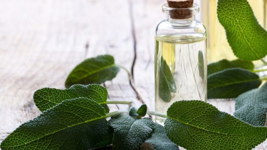 17 Surprising Benefits of Sage Essential Oil