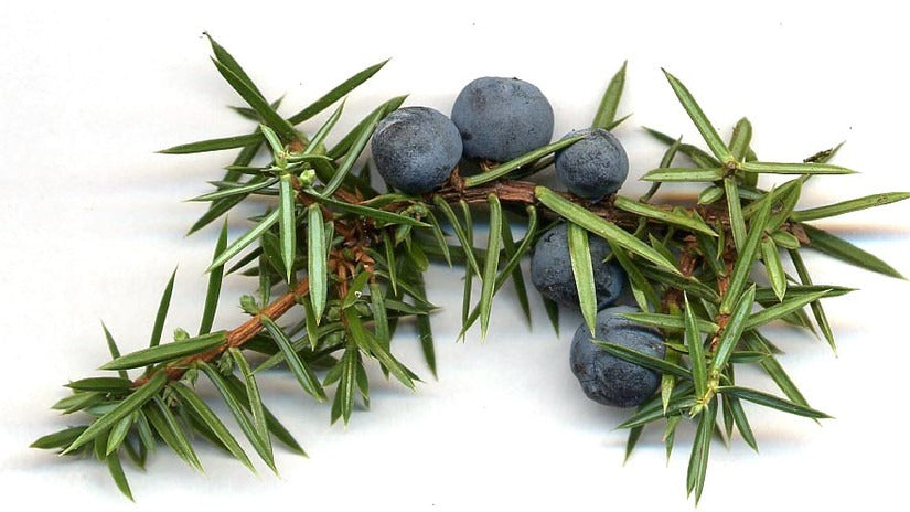 13 Incredible Benefits of Juniper Essential Oil