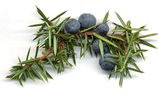 13 Incredible Benefits of Juniper Essential Oil