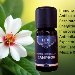 Camphor (Ravintsara) Essential Oil Benefits