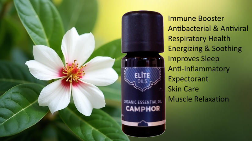 Camphor (Ravintsara) Essential Oil Benefits